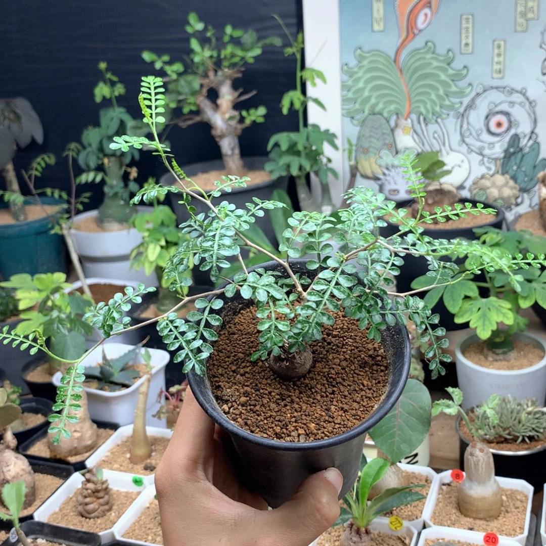 根插象足漆树带盆发货