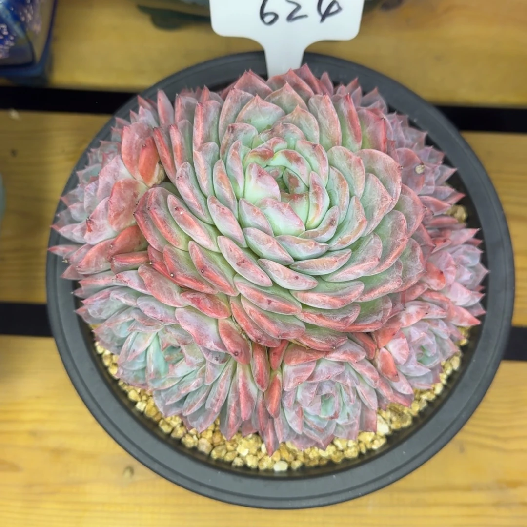 624 冰魄     一物一拍