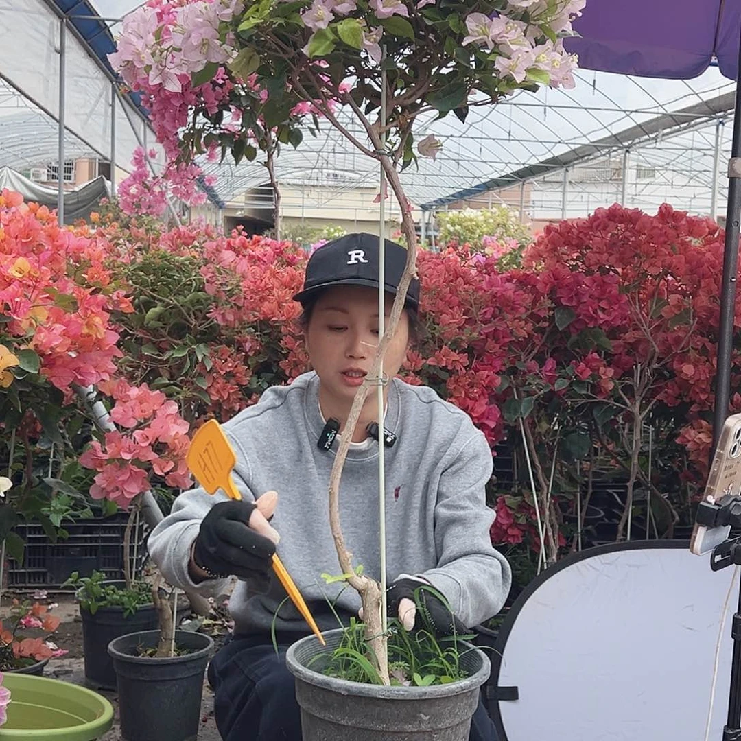 *****大部分花苞少量开放H77丽娜