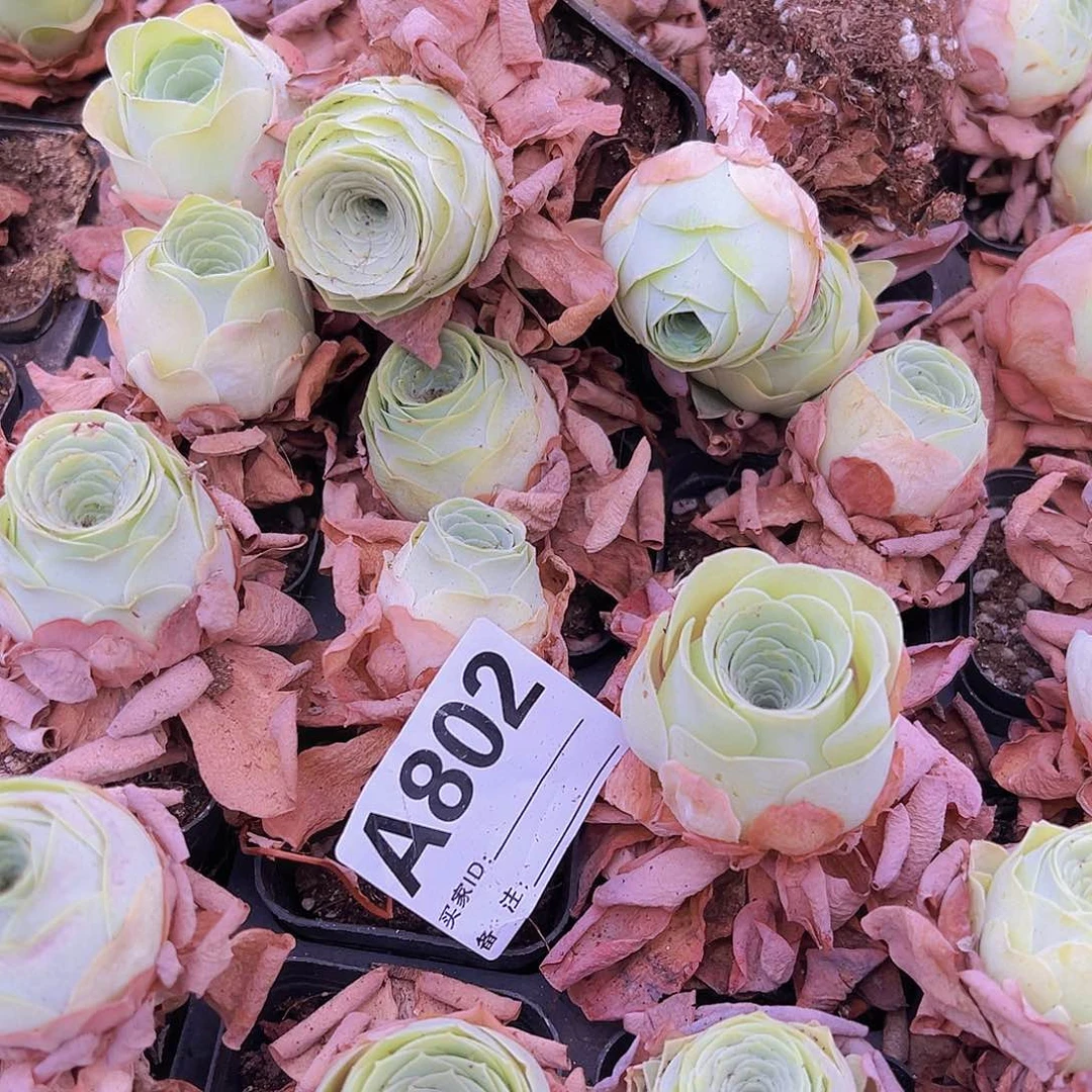 802悦色2个19包邮