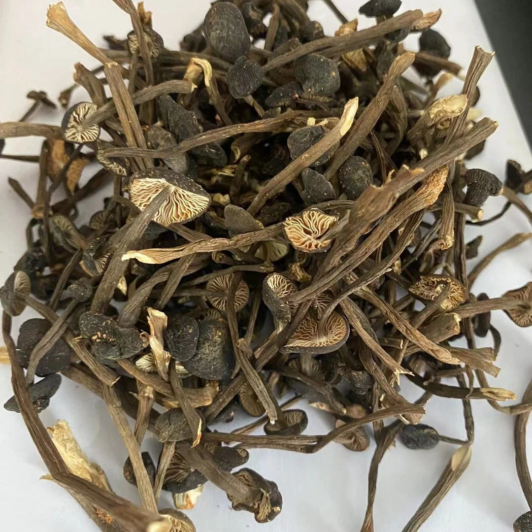 新品山货鸡枞菌营养煲汤干菌菇