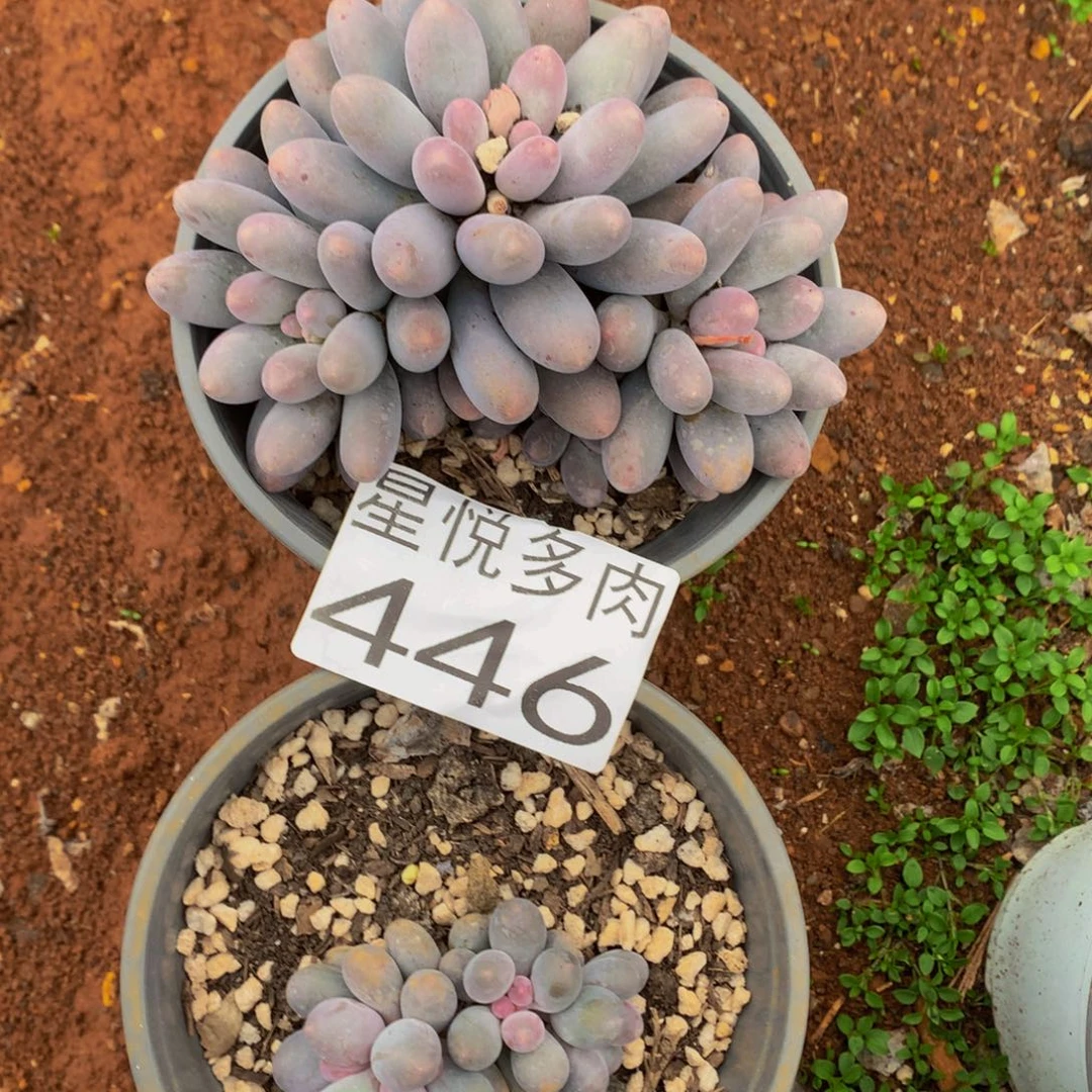 446小汤圆精品多肉