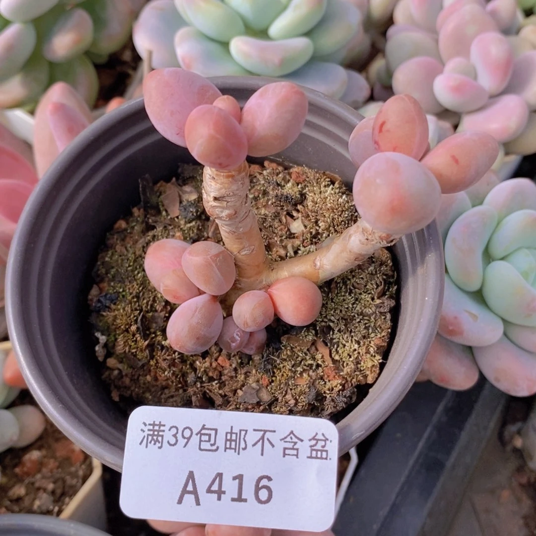 糖果美人老桩6cm416多肉植物