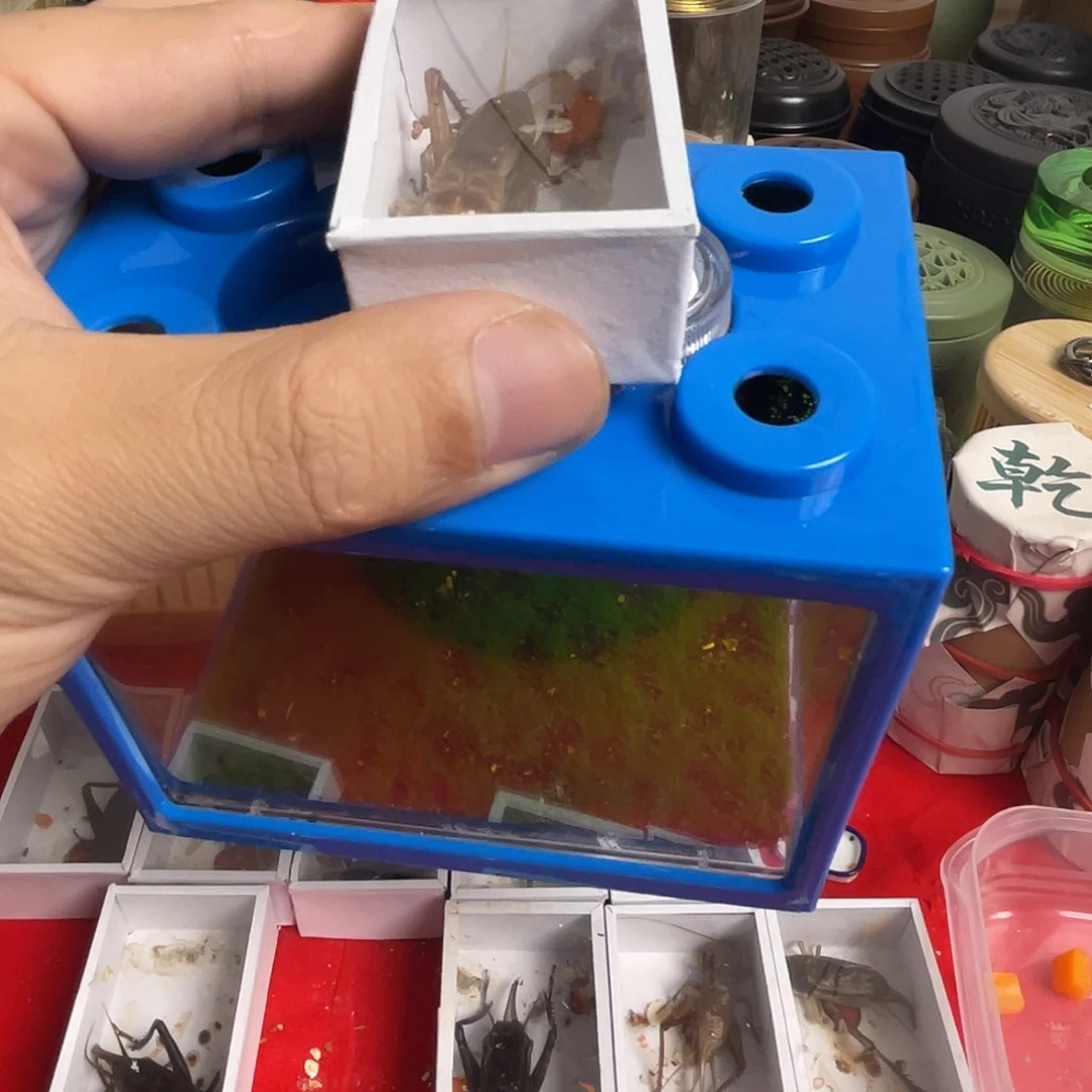 蝈蝈生态盒一个，油葫芦一只