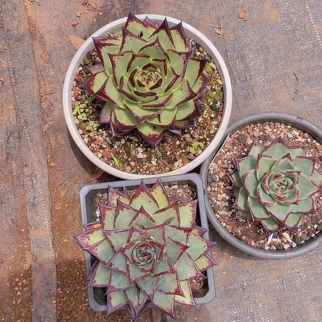 多肉植物乌木组合