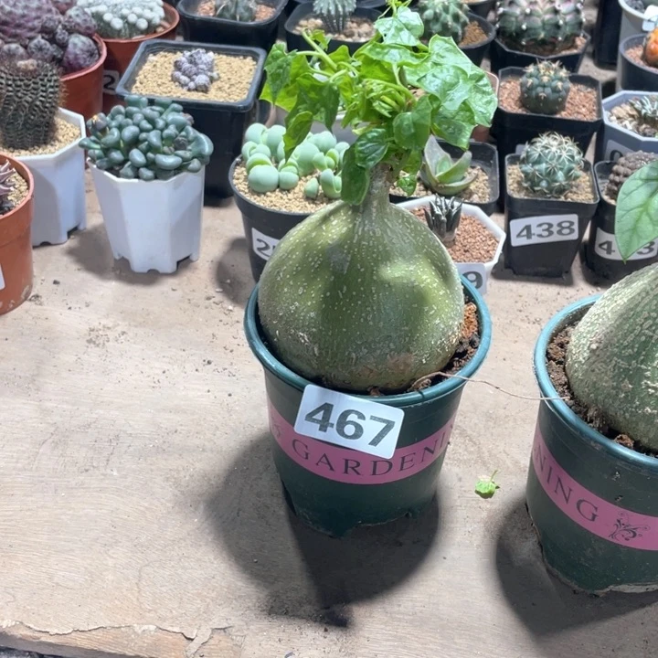铁**?467睡布袋块根植物