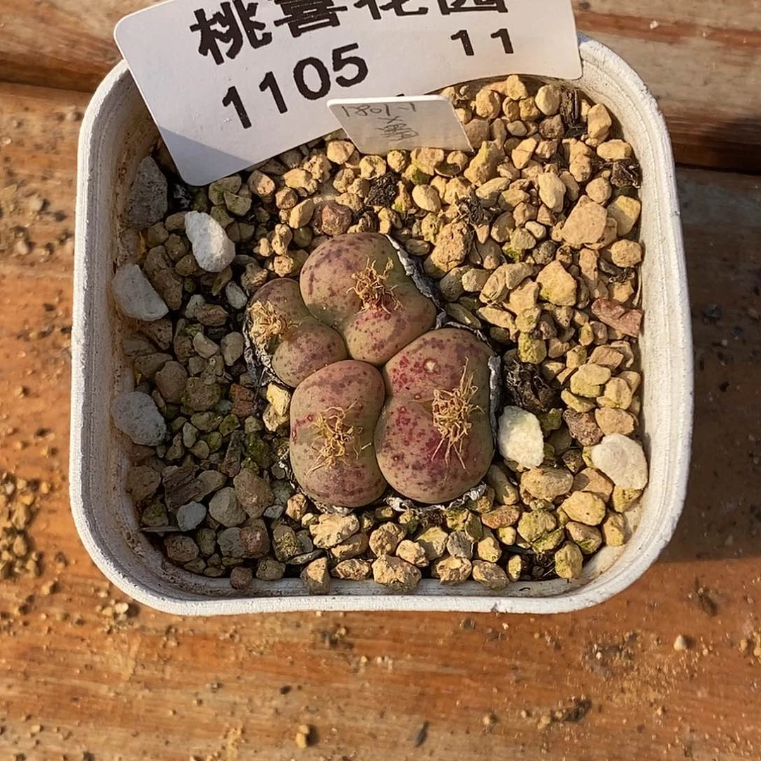 ๓**.105-11-杂交有伤特。