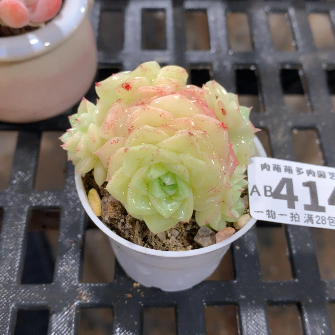 肉萌萌拇指盆精控多肉AB414