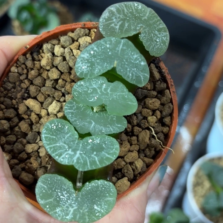 大神玉扇多肉植物