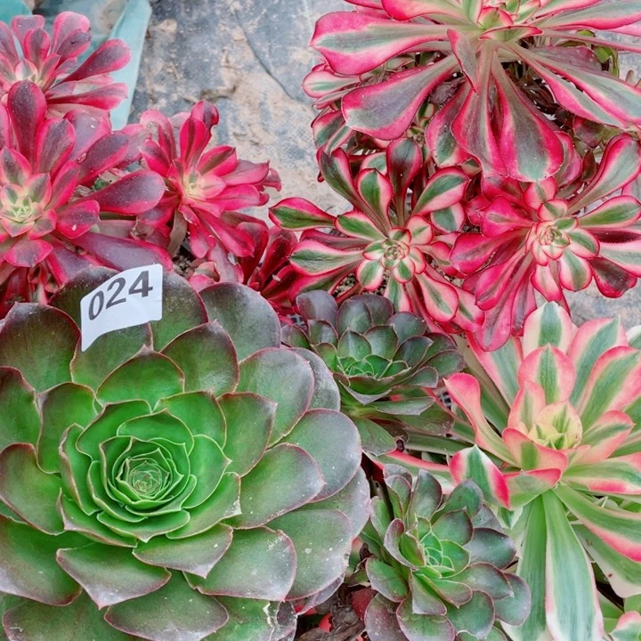 多肉植物组合024