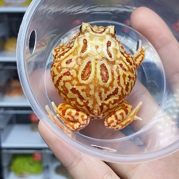 角蛙火龙角蛙南美