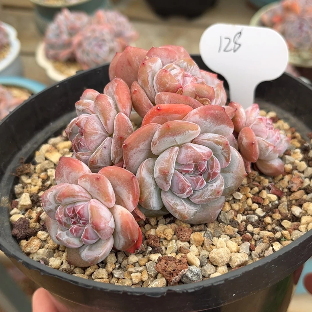 6头金控小脸哈哈哈哈哈哈哈哈