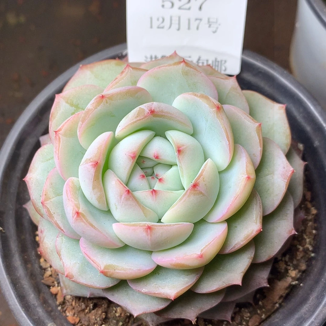 【闪购商品】云527号