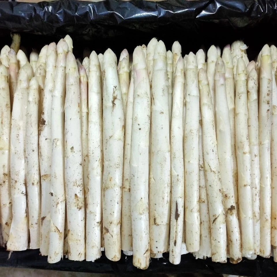 【豆豆农场】新鲜白芦笋头茬现采现发高档蔬菜产地直供营养脆嫩
