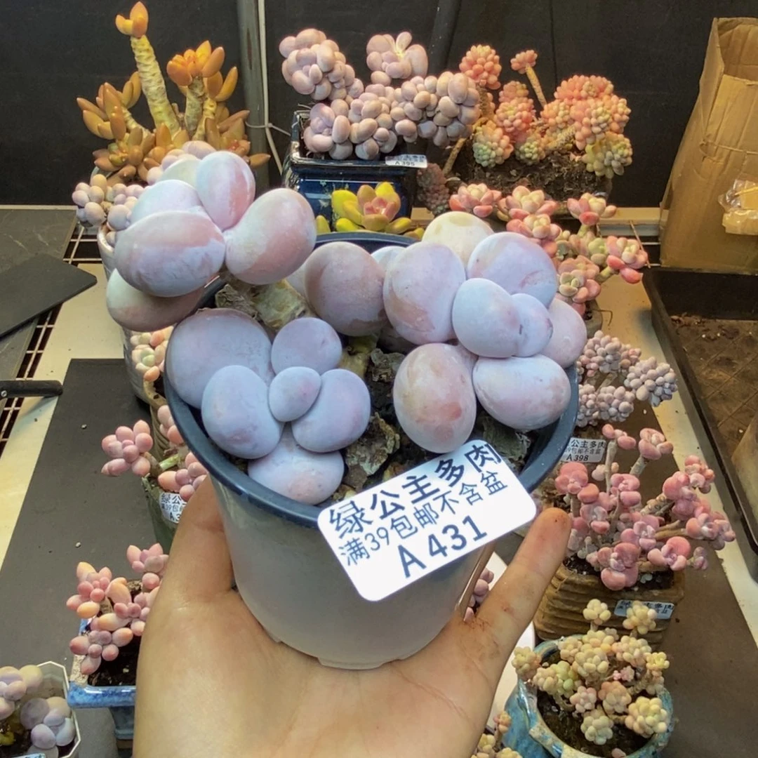 431水光针多肉8cm