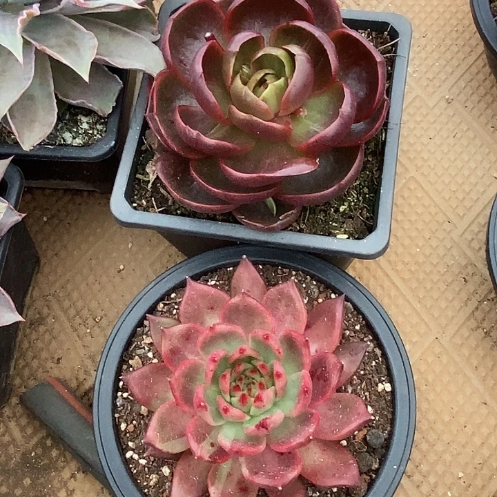 L***吖福利特价友情价2颗