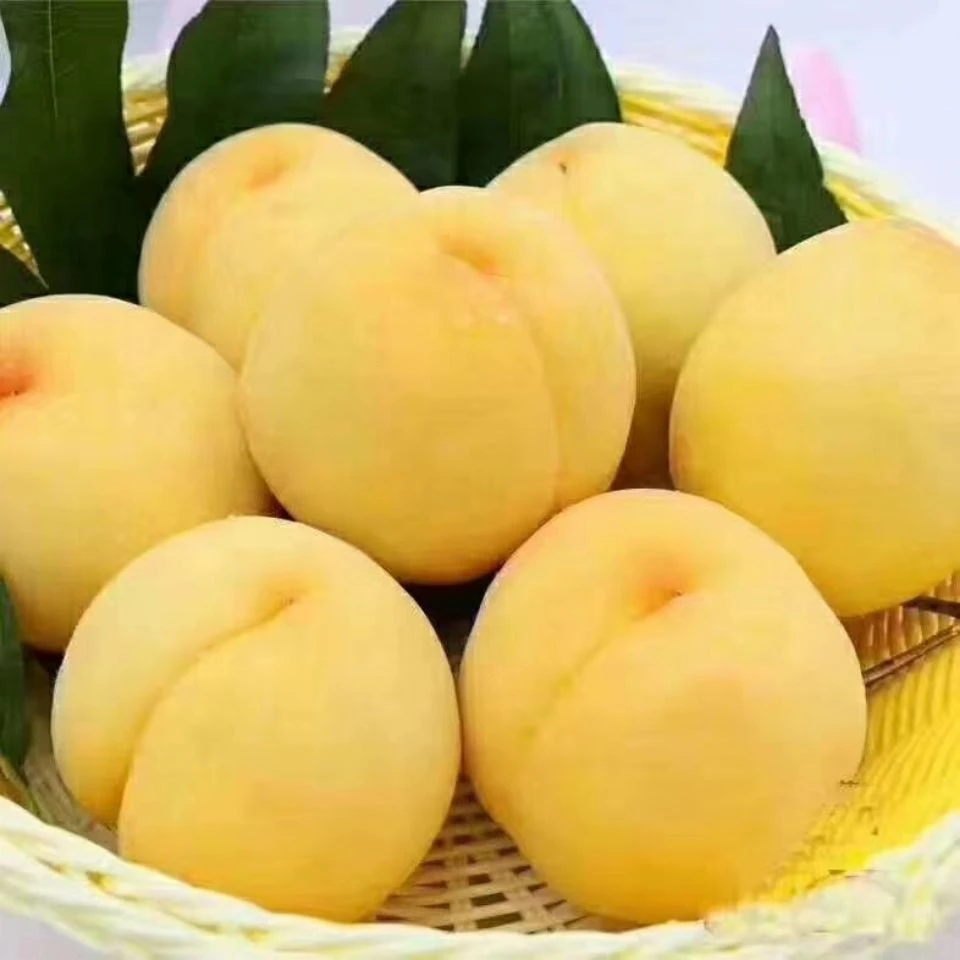 湖南省郴州东江湖资兴新鲜黄桃蜜大果正宗超甜水蜜桃当季水果