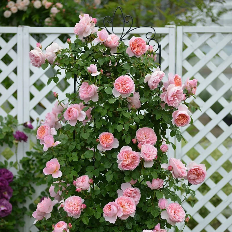 舍农索城堡的女人月季大花藤本强香多季开花