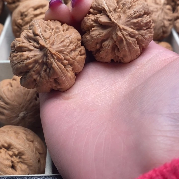 期***好霸王龙全品无修一刀没动