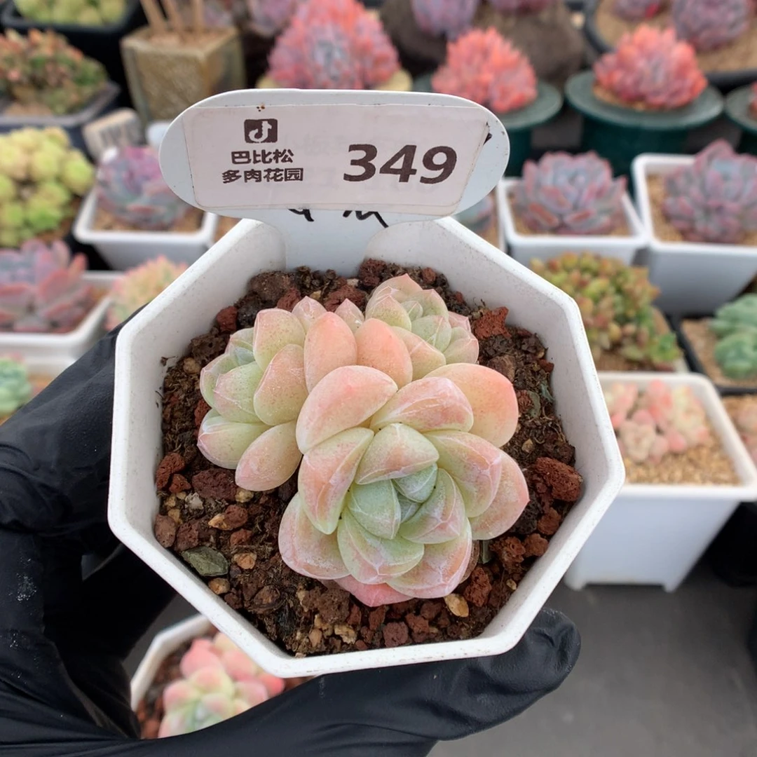 349 冰玉多肉多肉