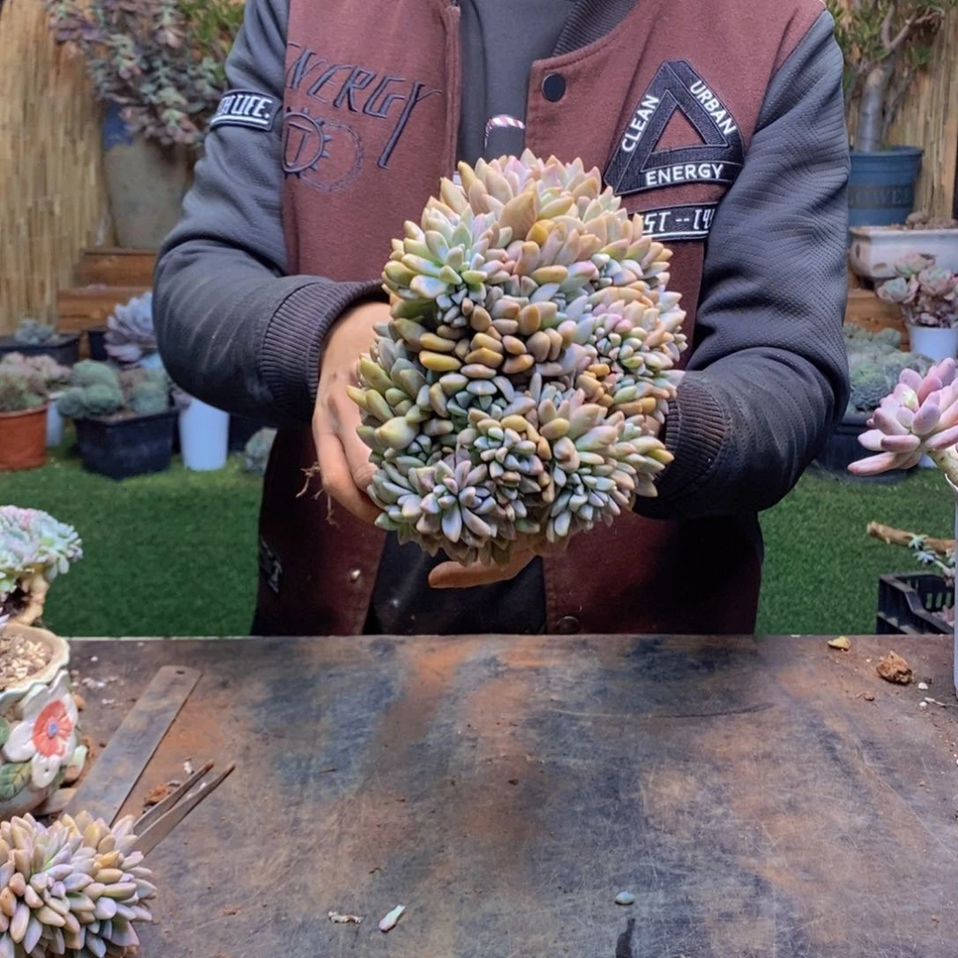 红****8126号淡雪缀多肉