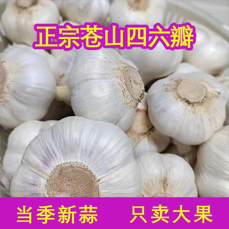 新鲜蒜头正宗苍山蒜头四六瓣新蒜头大蒜