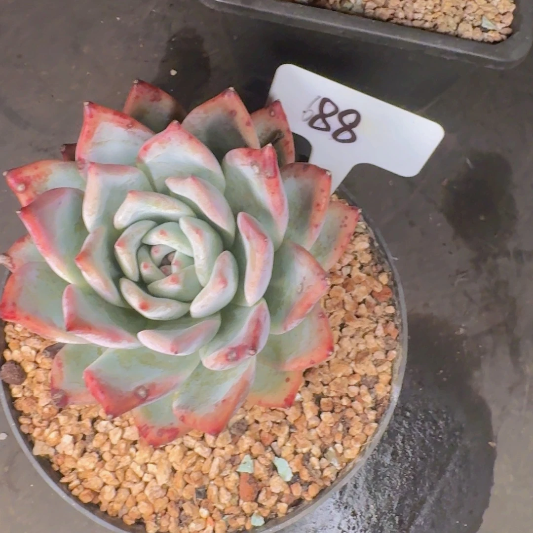 多肉植物和植物的生长
