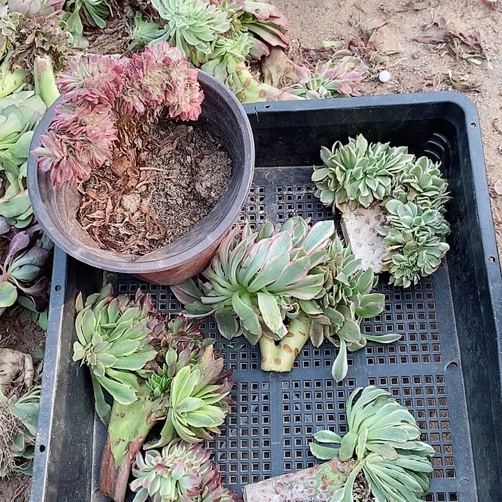 六个品种不一样30元2号车