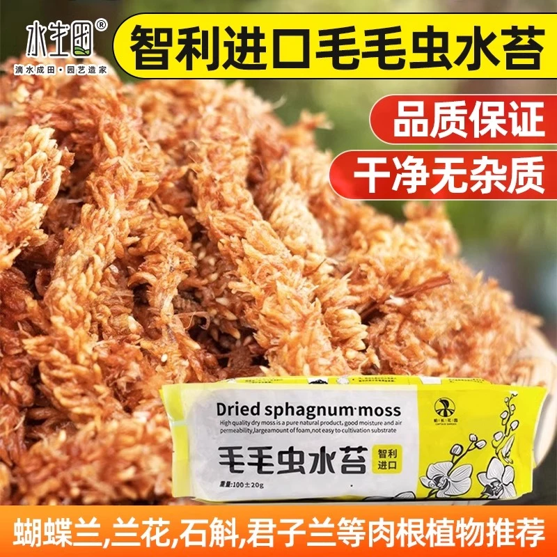 智利进口毛毛虫水苔乌龟爬宠冬眠专用垫材蝴蝶兰花生态造景干苔藓
