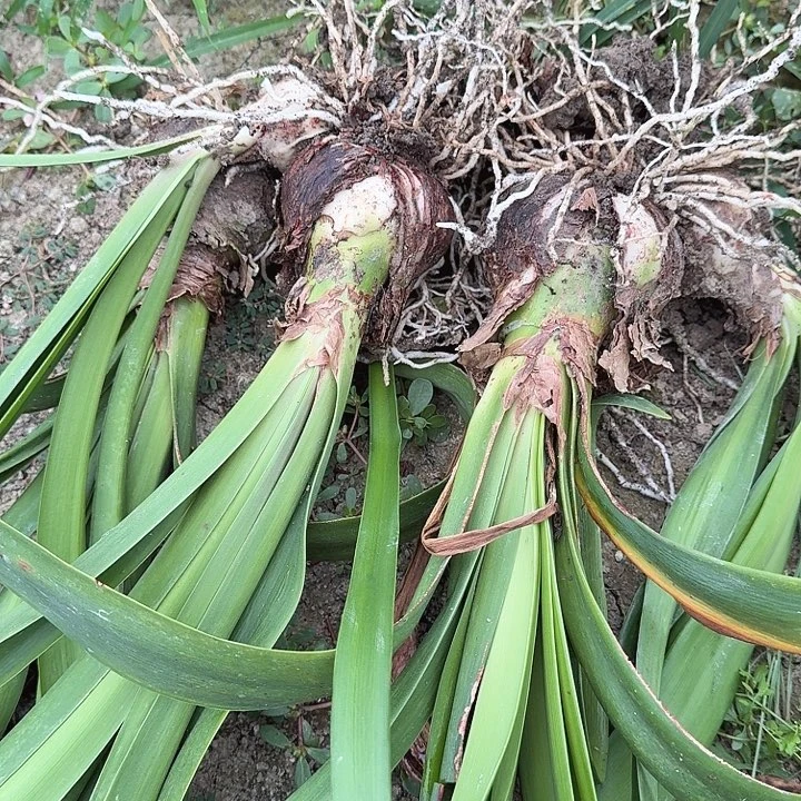 甜蜜妮芙6+开裂球带侧芽