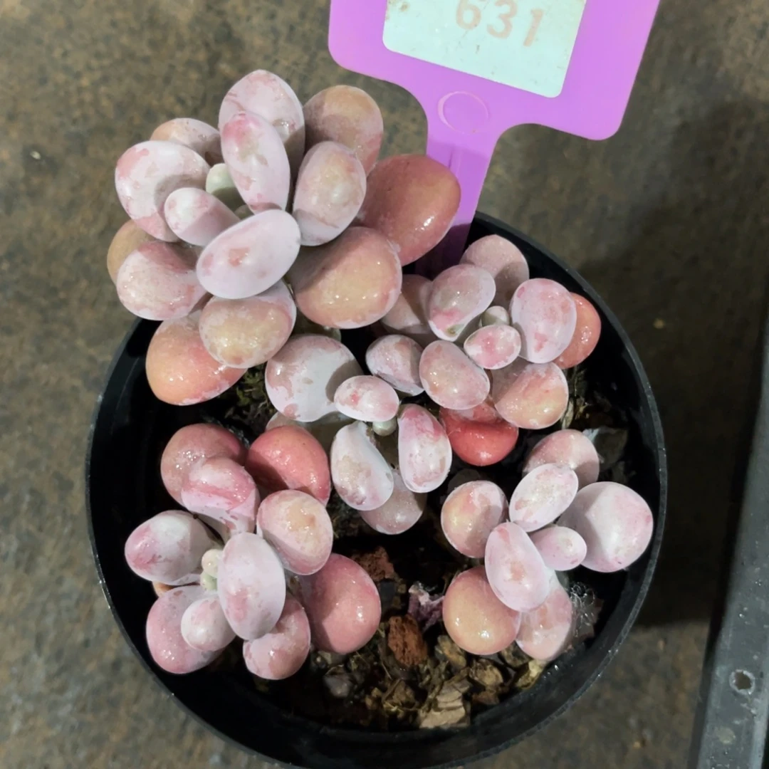 云尘多肉一物一拍 631,