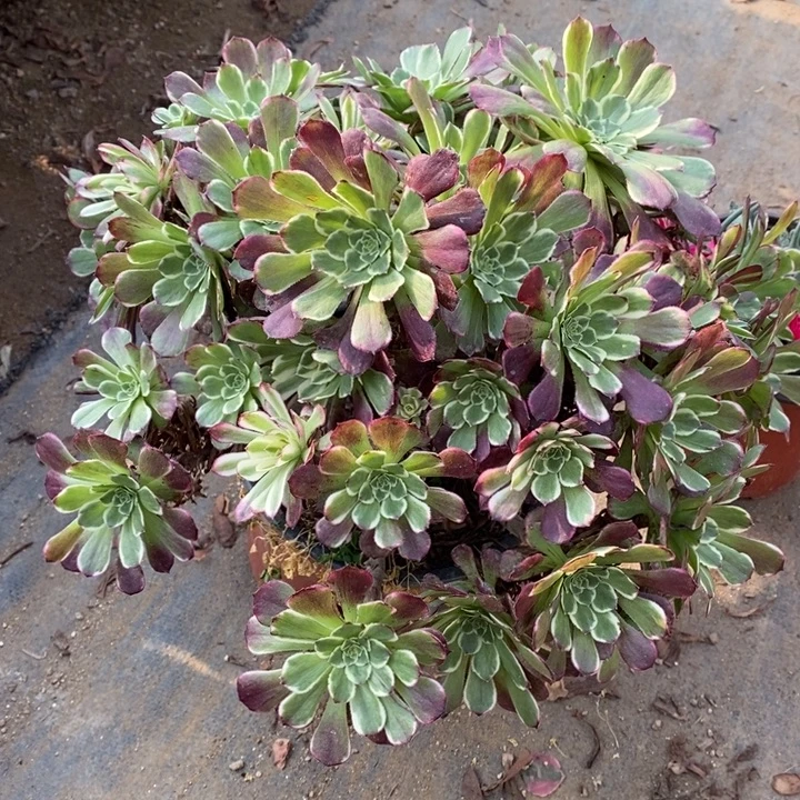 水墨画多肉断头不包607