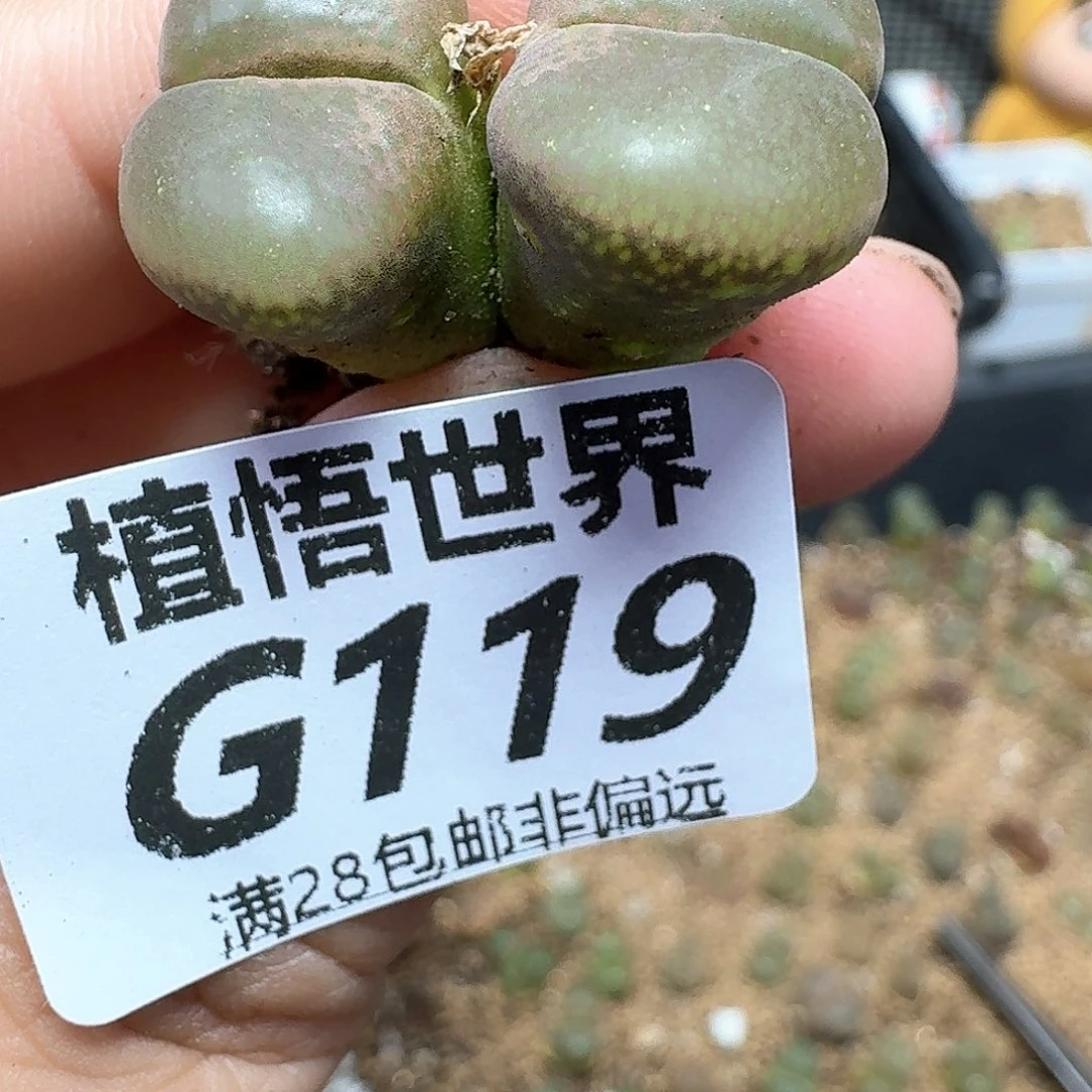 多肉植物的植物区