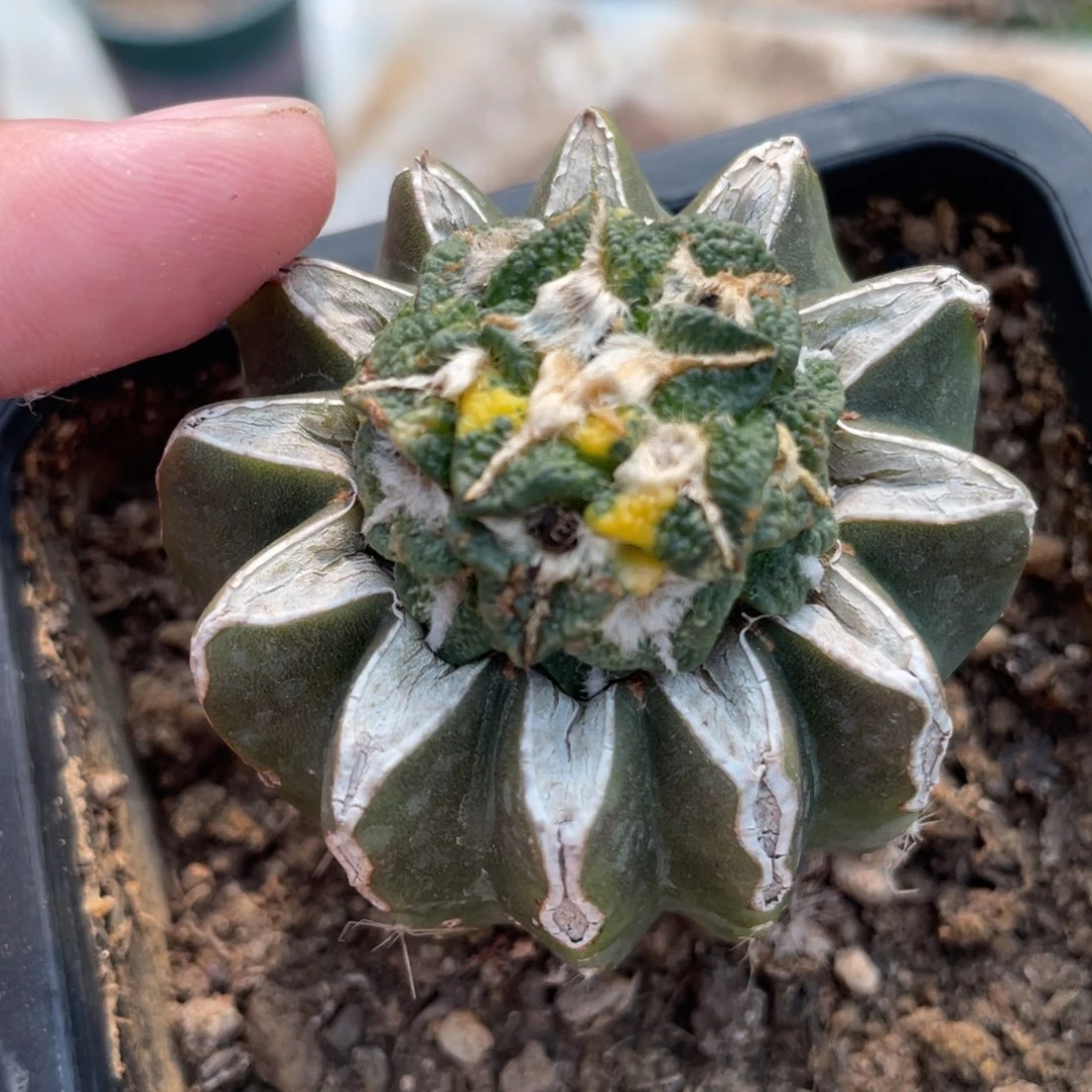 ?****?黑牡丹锦 仙人球开花