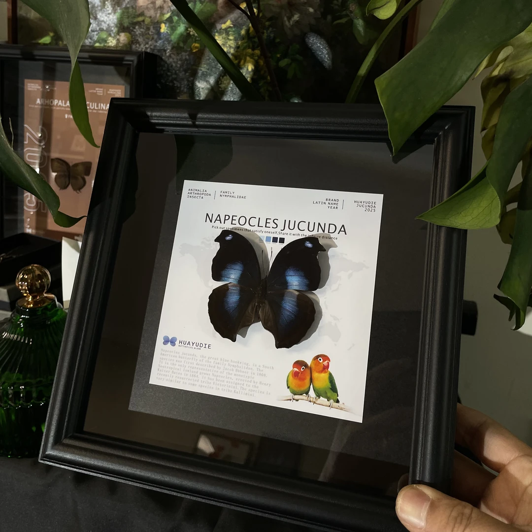 爱情鸟蛱蝶Napeocles jucunda蝴蝶标本女友生日创意礼物相框