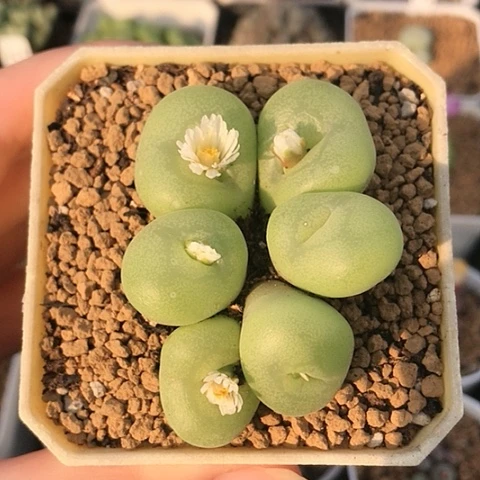 多肉肉锥 园艺空卡佛