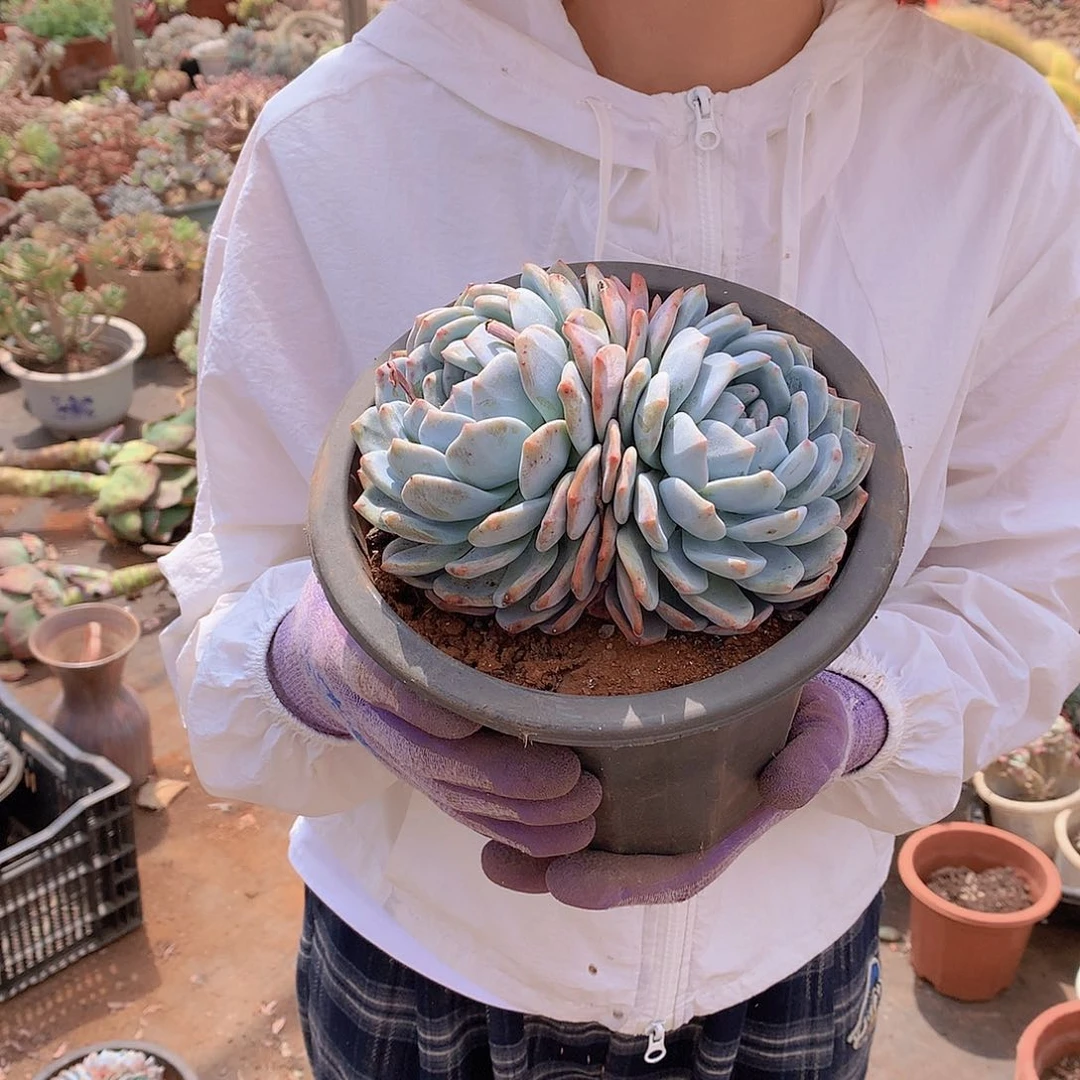 橙子2头起9.9 多肉植物