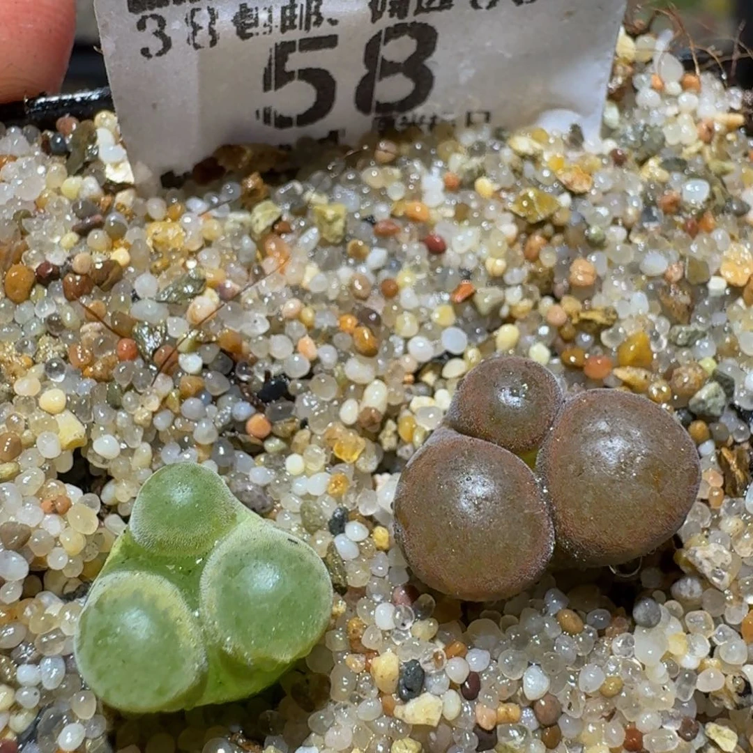 Zzzz精品生石花58