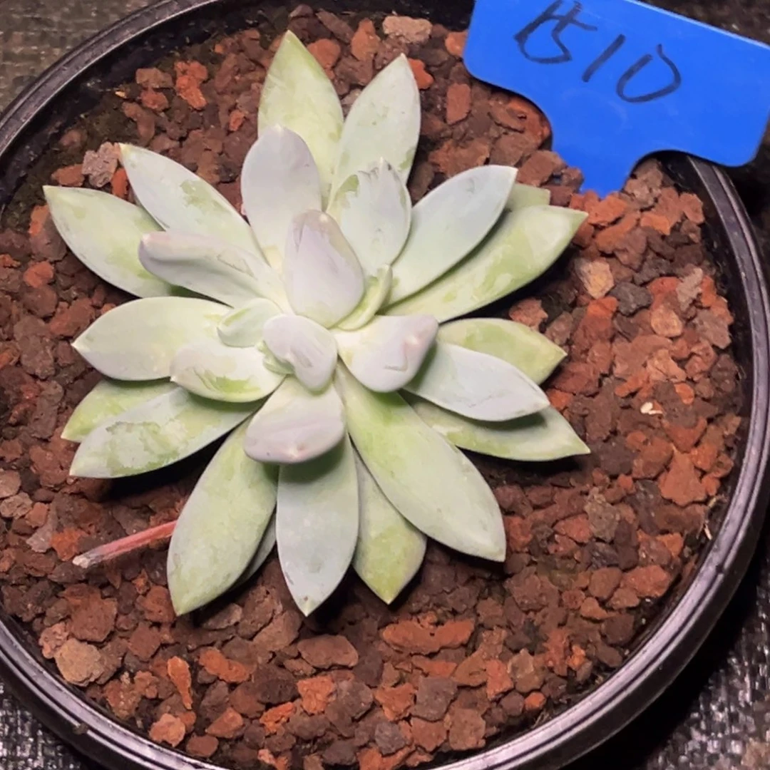 姜***姜1510号晚上多肉植物群生多肉植物