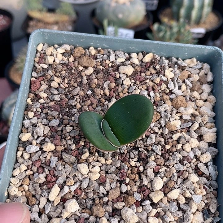 906产地蕾丝灯台百合