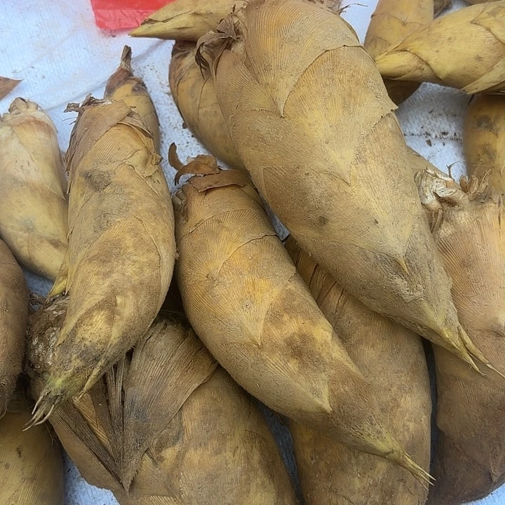 中国大陆炎陵高山自挖冬笋5斤