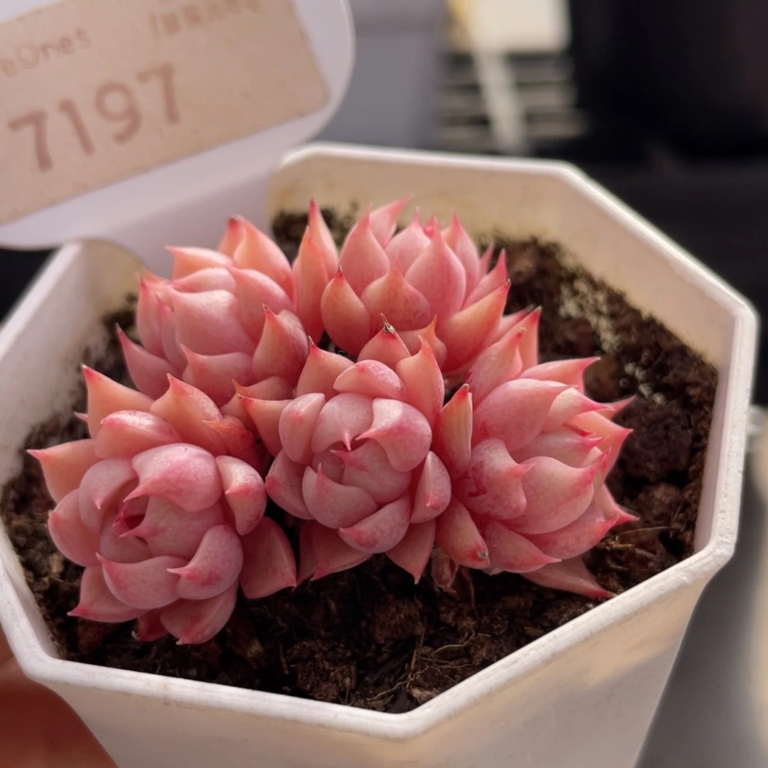 苯巴蒂斯7179-5.0厘米