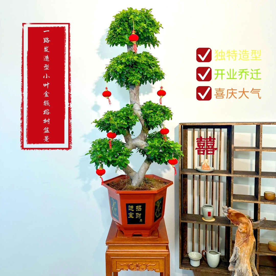 精品大颗8字小叶金钱榕树盆景一路发造型室内外好养四季常绿