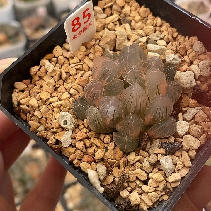 85湖斑霓虹灯玉露锦一物一拍