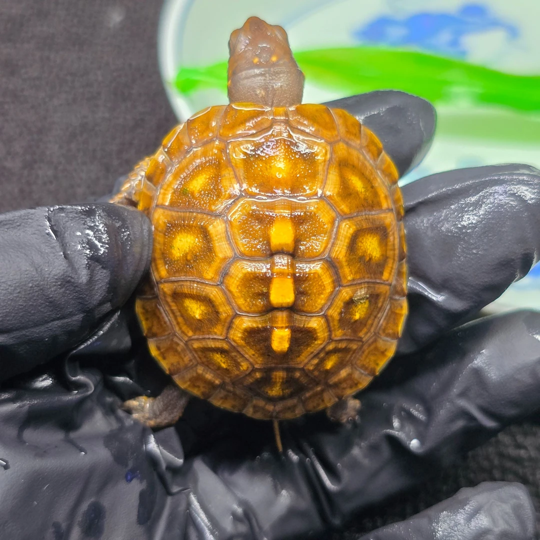 D7-9【顺丰包邮】一龟一卡人工合法养殖全品东箱苗宠物观赏乌龟