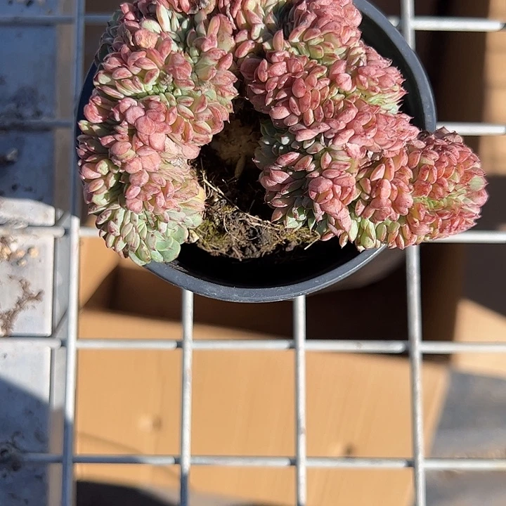 姬莲缀化多肉植物精品