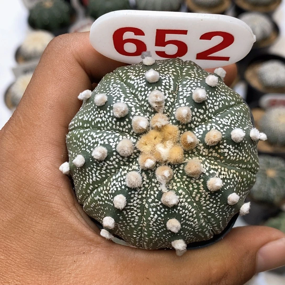 652目玉系列特价特