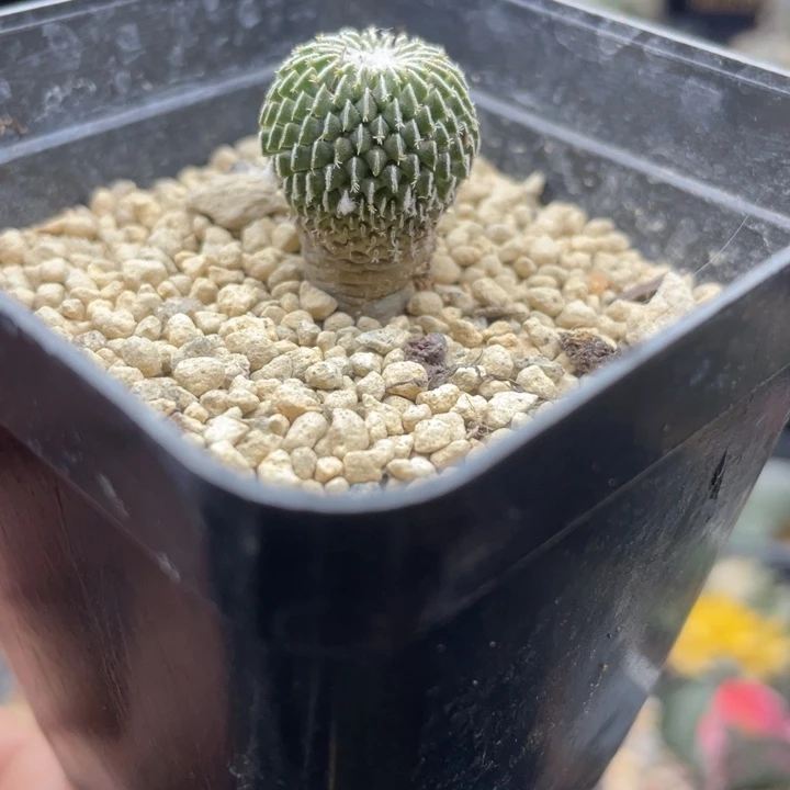 实生精巧殿刺缀一颗包邮