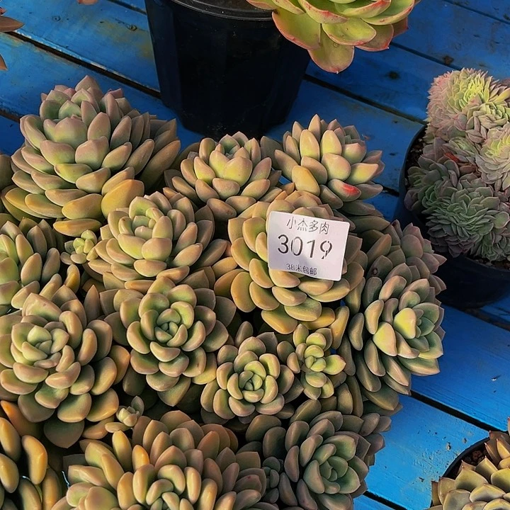 玫****?冰清玉洁3019