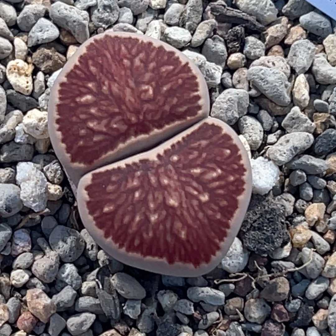 4975莲花丝绒菊1尺寸2.7